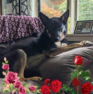 Meet your Posher, Patti